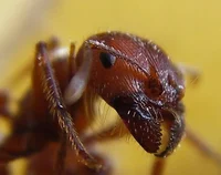 Immortal Ant