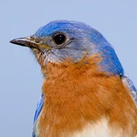 Eastern bluebird
