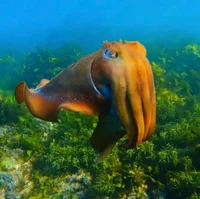 Cuttlefish