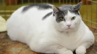 Cute Fat Cat