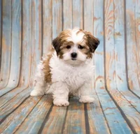 your female puppy