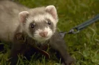 your male ferret