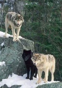 Wolf Pack