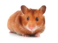 Hamster