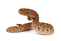 rattlesnake