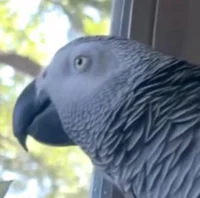 Apollo the Parrot