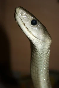 Mamba negra