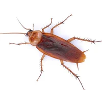 Cockroach 