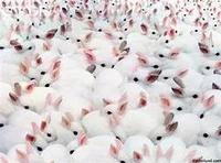 The bunny army