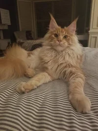 MaineCoon Cat