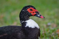 Muscovy duck 