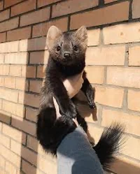 your russian sable