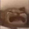 Crying cat