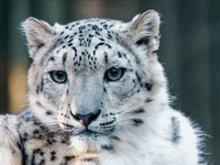 snow leopard