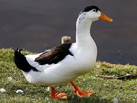 Magpie duck