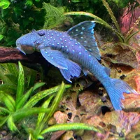 Blue Phantom Pleco 