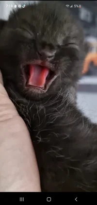 Newborn kitten