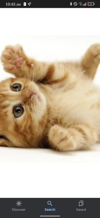 Cute kat 