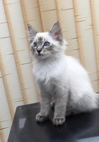 your kitten