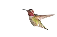 bee hummingbird