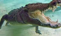 crocodile 