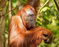 Bornean Orangutan