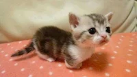 Gatito munchkin