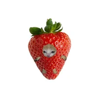 Strawberry Cat