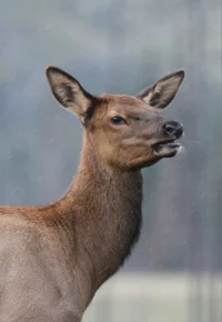 Cow Elk