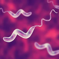 Campylobacter