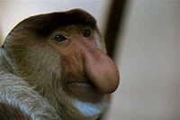 Proboscis Monkey