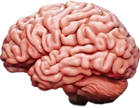 Brain