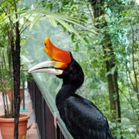 Rhinoceros Hornbill 