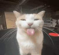 Goofy Cat