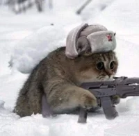 Communist cat