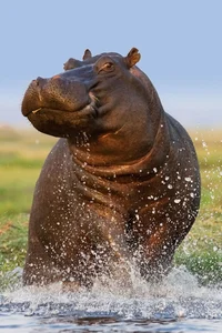 Cow Hippo