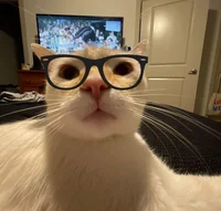 Nerd cat
