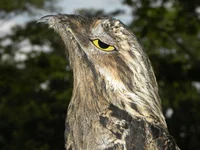 Great Potoo