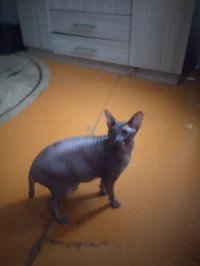 Three year old kitte