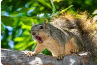 Very angry squirrel