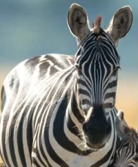 Mare Zebra