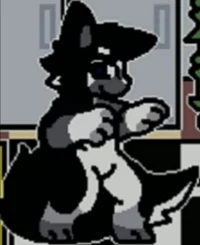 Black and white wolf