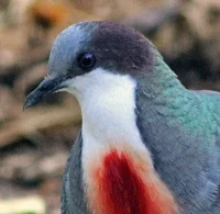 Luzon bleeding heart