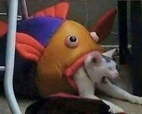 Cat in a fish
