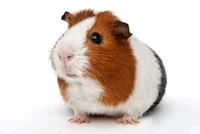 Guniea pig