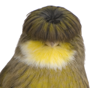 Gloster Canary