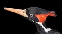 Ivory-billed wpecker