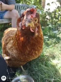 Debbie the chicken 