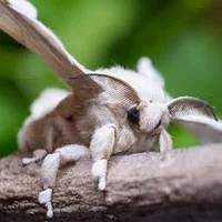 Silk moth