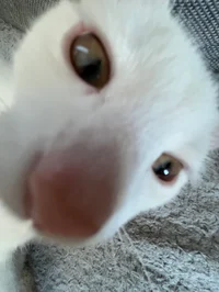 Y-N